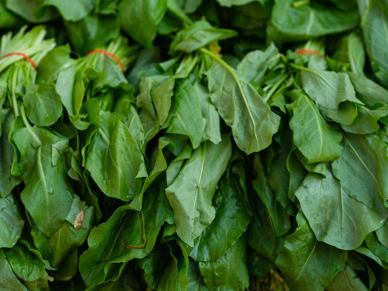 A bundle of fresh green spinach leaves