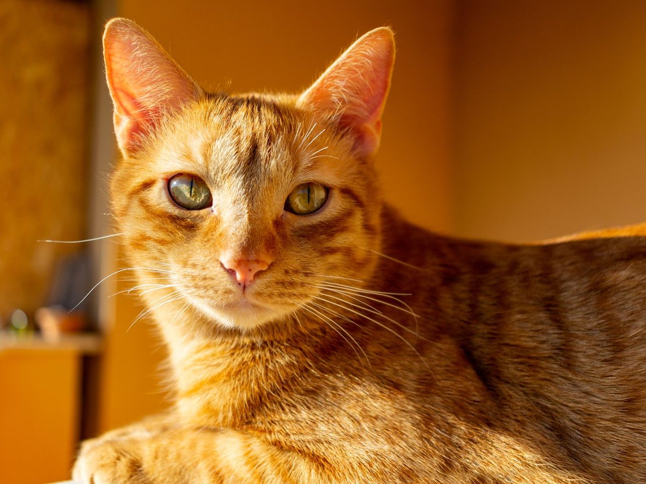 Close-up of an orange tabby cat with green eyes lying indoors, lit by warm golden light against a soft background.